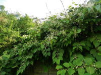 Japanese Knotweed Clearance From Cemeteries