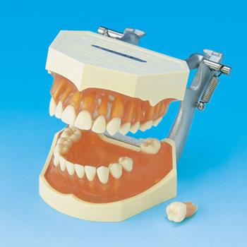 Manufacturer Of Tooth Anatomy Products