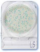 Compact Dry Listeria LS -40plates