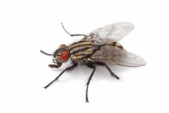 Housefly Control Products