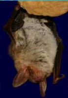 European Bats - their world of sound